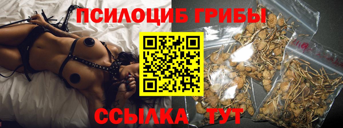 Галлюциногенные грибы Psilocybine cubensis Норильск